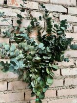 Eucalyptus Cynerea Vert ( x 150g )