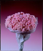 Immortelles Rose ( x 50g )