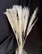 Miscanthus Blanc