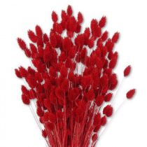 Poa Phalaris 70cm Rouge ( 100g )