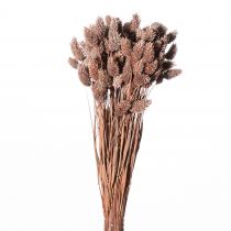 Poa Phalaris 70cm Vieux Rose ( 100g )